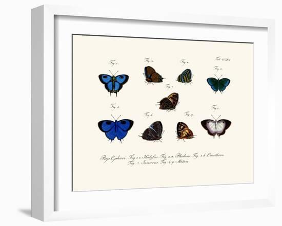 Butterflies, 1783-1806-null-Framed Giclee Print