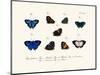 Butterflies, 1783-1806-null-Mounted Giclee Print