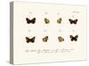 Butterflies, 1783-1806-null-Stretched Canvas