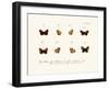 Butterflies, 1783-1806-null-Framed Giclee Print