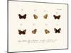 Butterflies, 1783-1806-null-Mounted Giclee Print