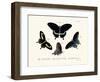 Butterflies, 1783-1806-null-Framed Giclee Print