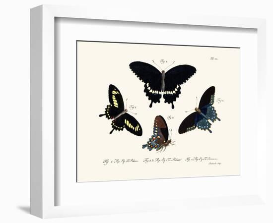 Butterflies, 1783-1806-null-Framed Giclee Print