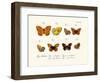 Butterflies, 1783-1806-null-Framed Giclee Print