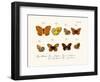 Butterflies, 1783-1806-null-Framed Giclee Print