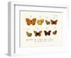 Butterflies, 1783-1806-null-Framed Giclee Print