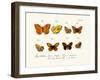 Butterflies, 1783-1806-null-Framed Giclee Print