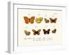 Butterflies, 1783-1806-null-Framed Giclee Print