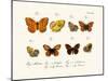 Butterflies, 1783-1806-null-Mounted Giclee Print