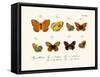 Butterflies, 1783-1806-null-Framed Stretched Canvas