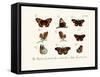 Butterflies, 1783-1806-null-Framed Stretched Canvas