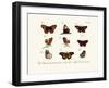 Butterflies, 1783-1806-null-Framed Giclee Print