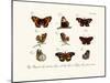 Butterflies, 1783-1806-null-Mounted Giclee Print