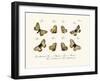 Butterflies, 1783-1806-null-Framed Giclee Print