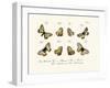 Butterflies, 1783-1806-null-Framed Giclee Print