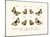 Butterflies, 1783-1806-null-Mounted Giclee Print