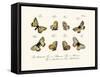 Butterflies, 1783-1806-null-Framed Stretched Canvas