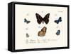 Butterflies, 1783-1806-null-Framed Stretched Canvas