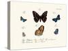 Butterflies, 1783-1806-null-Stretched Canvas