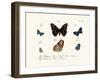 Butterflies, 1783-1806-null-Framed Giclee Print