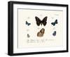 Butterflies, 1783-1806-null-Framed Giclee Print