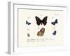 Butterflies, 1783-1806-null-Framed Giclee Print