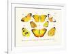 Butterflies, 1783-1806-null-Framed Giclee Print