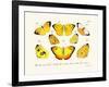 Butterflies, 1783-1806-null-Framed Giclee Print