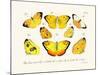 Butterflies, 1783-1806-null-Mounted Giclee Print