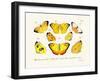 Butterflies, 1783-1806-null-Framed Giclee Print