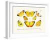 Butterflies, 1783-1806-null-Framed Giclee Print