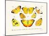 Butterflies, 1783-1806-null-Mounted Giclee Print