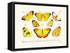 Butterflies, 1783-1806-null-Framed Stretched Canvas