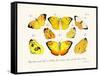 Butterflies, 1783-1806-null-Framed Stretched Canvas