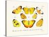 Butterflies, 1783-1806-null-Stretched Canvas