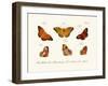 Butterflies, 1783-1806-null-Framed Giclee Print