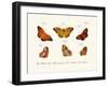 Butterflies, 1783-1806-null-Framed Giclee Print