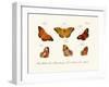 Butterflies, 1783-1806-null-Framed Giclee Print