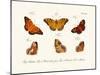 Butterflies, 1783-1806-null-Mounted Giclee Print