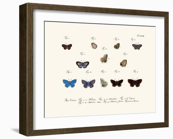 Butterflies, 1783-1806-null-Framed Giclee Print