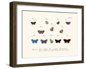 Butterflies, 1783-1806-null-Framed Giclee Print