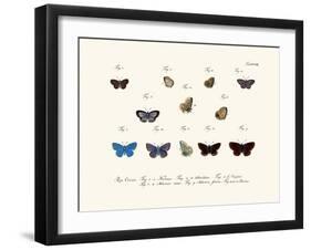 Butterflies, 1783-1806-null-Framed Giclee Print