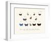 Butterflies, 1783-1806-null-Framed Giclee Print