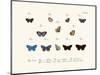 Butterflies, 1783-1806-null-Mounted Giclee Print