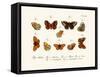 Butterflies, 1783-1806-null-Framed Stretched Canvas