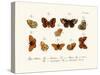 Butterflies, 1783-1806-null-Stretched Canvas