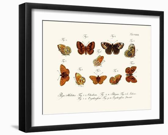 Butterflies, 1783-1806-null-Framed Giclee Print