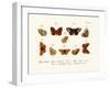 Butterflies, 1783-1806-null-Framed Giclee Print