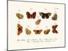 Butterflies, 1783-1806-null-Mounted Giclee Print