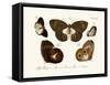 Butterflies, 1783-1806-null-Framed Stretched Canvas